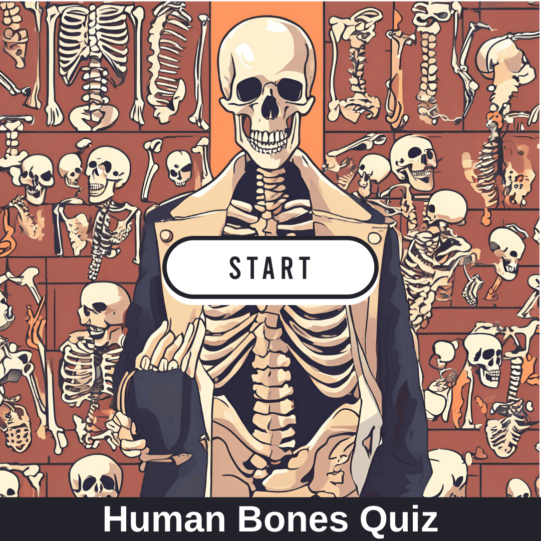 Human Bones Quiz: How Well Do You Know Your Skeleton?